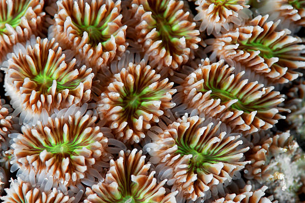 Casco di coralli - foto stock