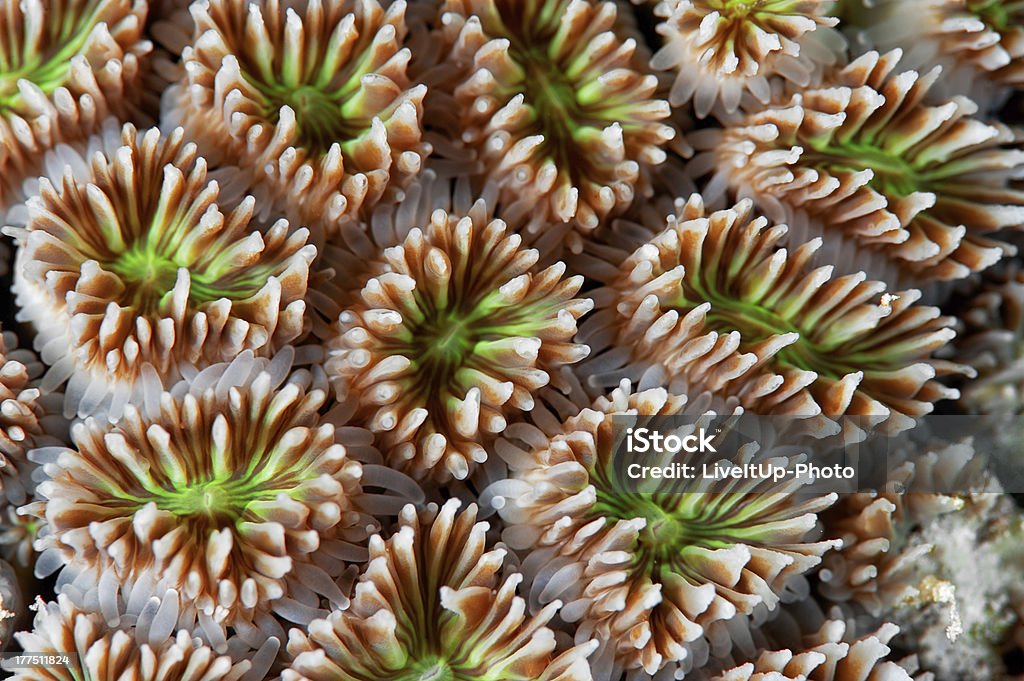 Букет из кораллов - Стоковые фото Белый роялти-фри