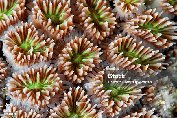 Букет Из Кораллов — стоковые фотографии и другие картинки Белый - Белый, Вода, Глубоководный дайвинг