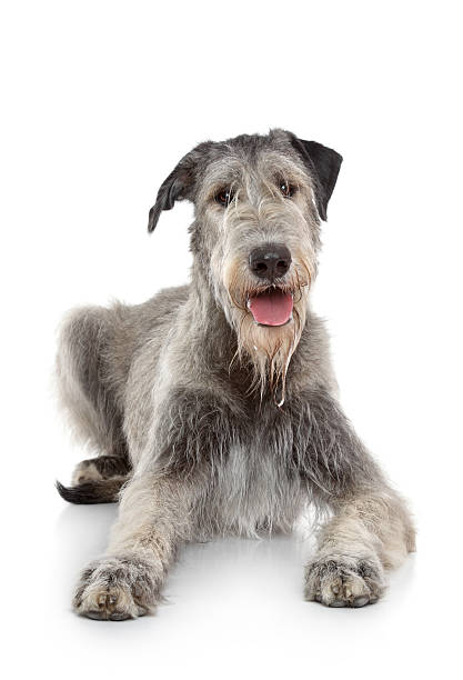 istock Irish Wolfhound dog on white background 177511875