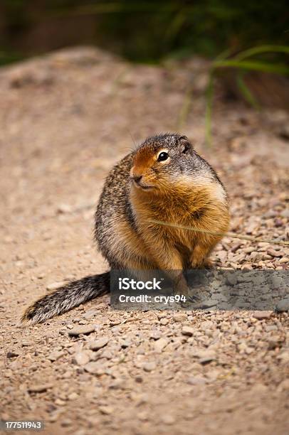 Esquiloártico - Fotografias de stock e mais imagens de Animal - Animal, Animal selvagem, Ao Ar Livre