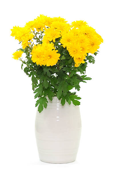 istock Bunch of chrysanthemums 177511972