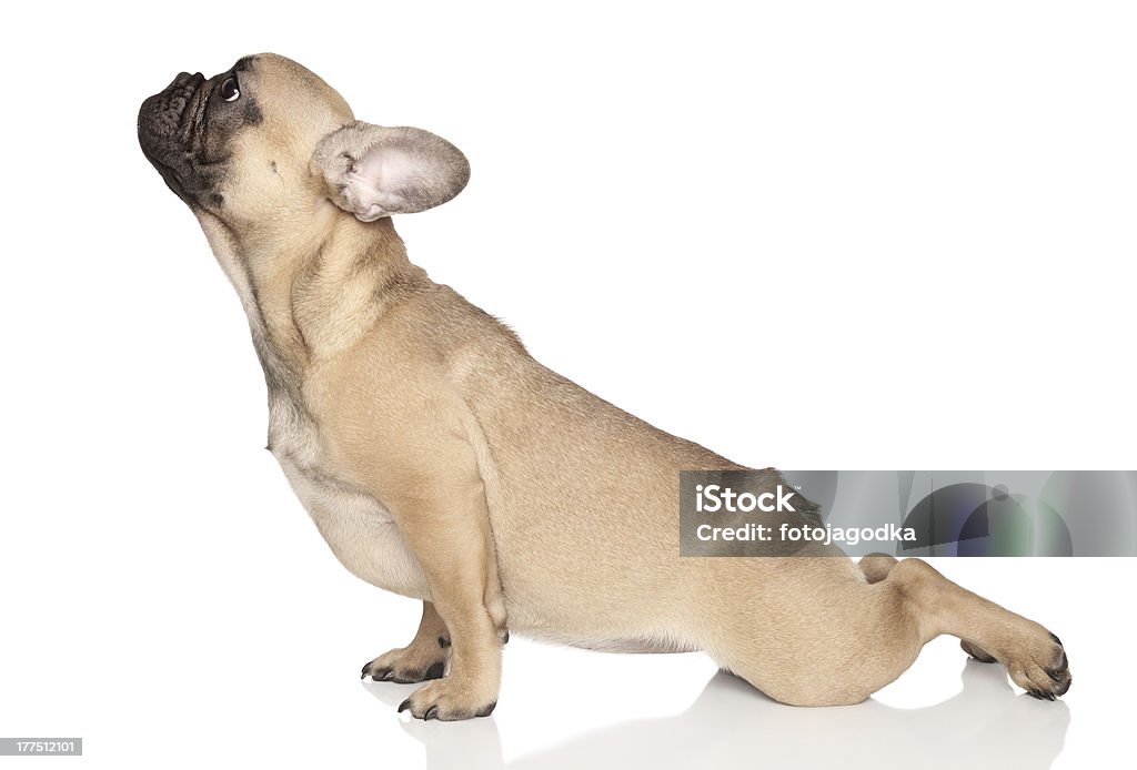 Собака Йога - Стоковые фото Йога роялти-фри