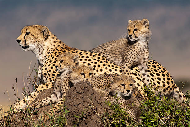 istock Mother Cheetah and Cubs 177512257