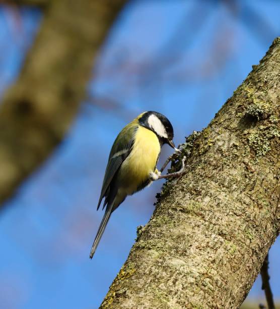 istock Close-up of a Great Tit sitting in a tree with a blue sky as a background 1775123809
