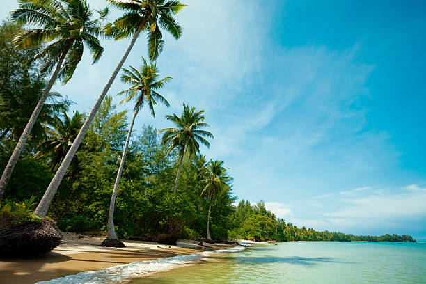 Tropical beach landscape with palm trees