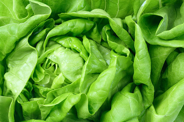 istock Fresh Green Salad Lettuce Leaves 177512641
