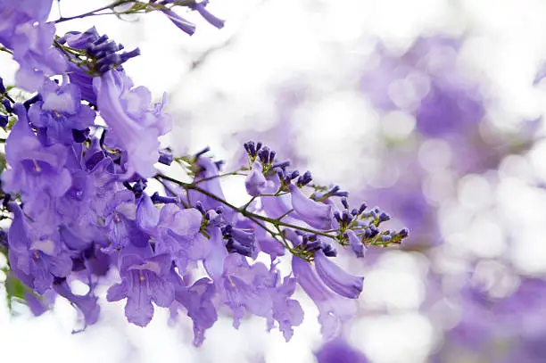 A close up shot of Jacaranda flowers