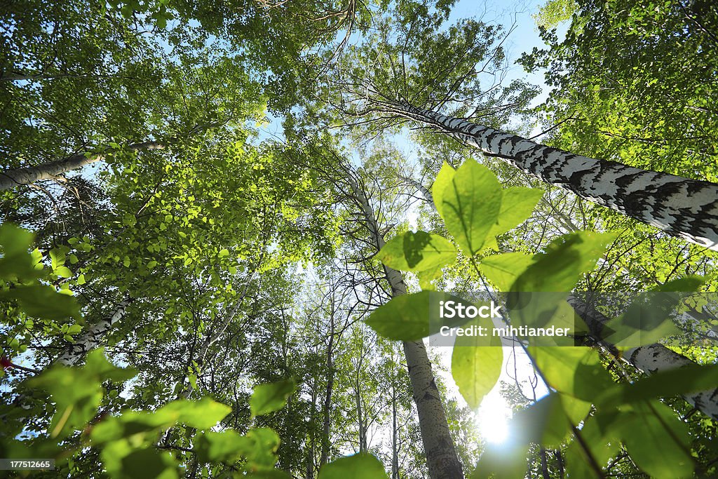 Forest - Foto stock royalty-free di Albero