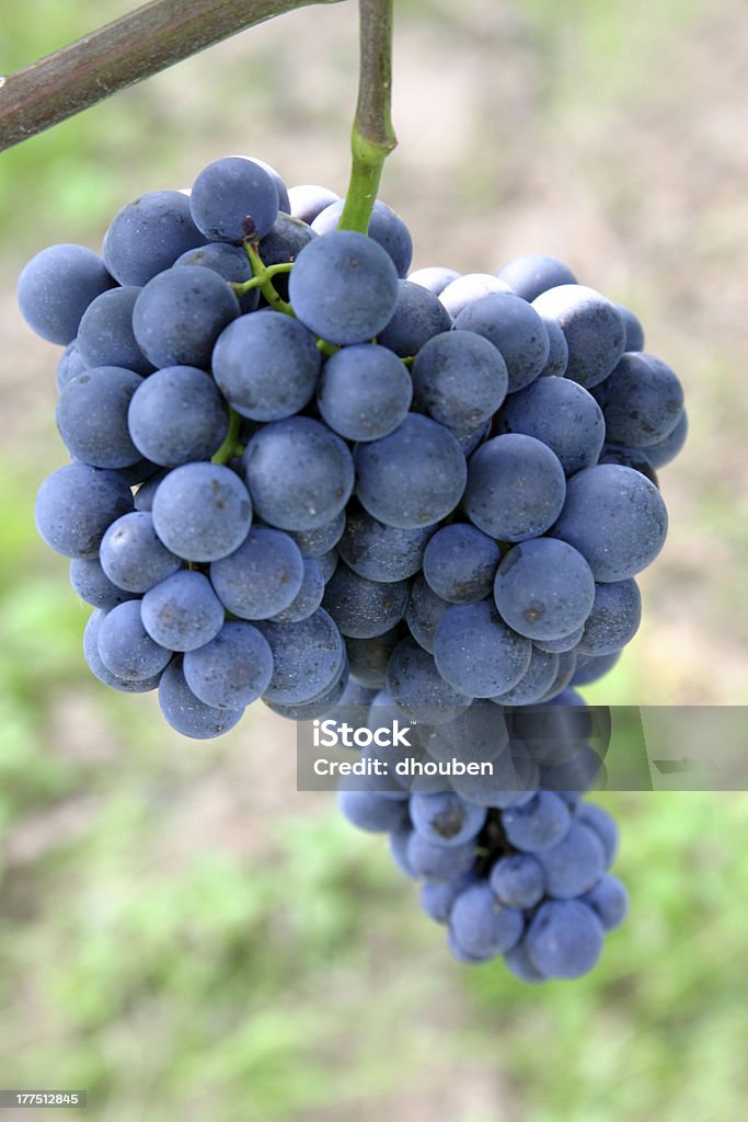 Racimo de uvas - Foto de stock de Bodega de vino libre de derechos