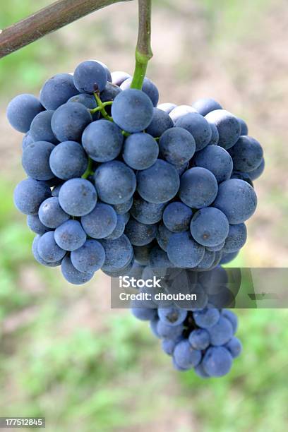Racimo De Uvas Foto de stock y más banco de imágenes de Bodega de vino - Bodega de vino, California, Agricultura