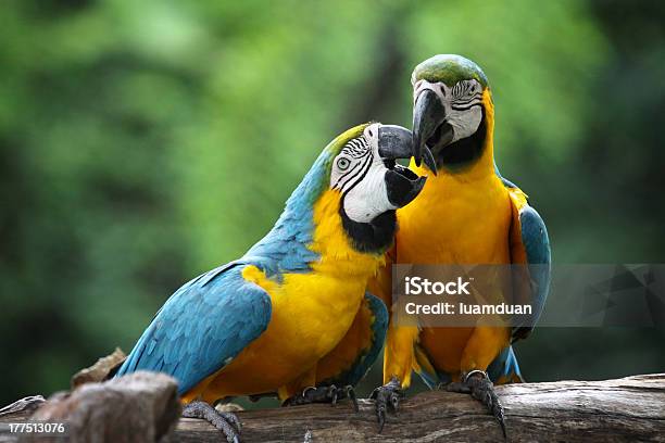 The Potrait Of Blue Gold Macaw Concept Love Stock Photo - Download Image Now - Animal, Animal Body Part, Animal Eye