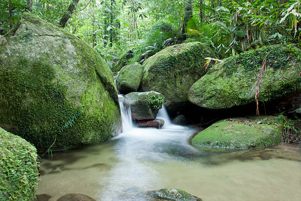 River in green jungle environment with rocks stock photo