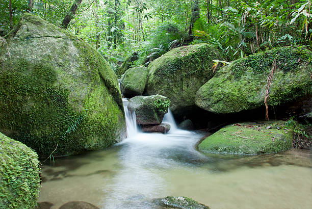 rzeka w zielona dżungli środowiska rocks - rainforest forest river australia zdjęcia i obrazy z banku zdjęć