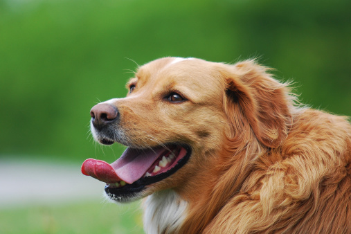 panting dog on a soft green background