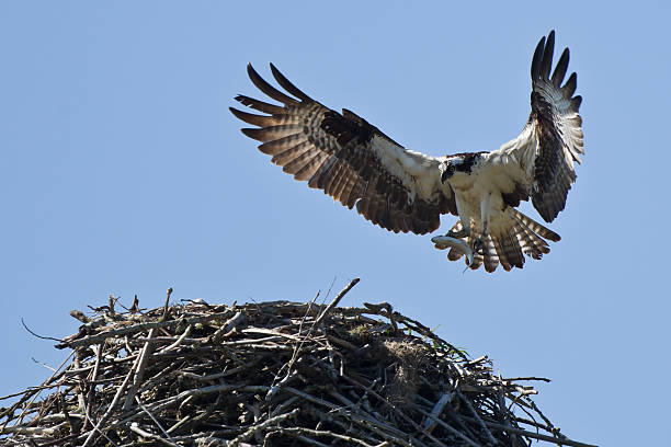 istock Osprey carries catch of the day. 177513273