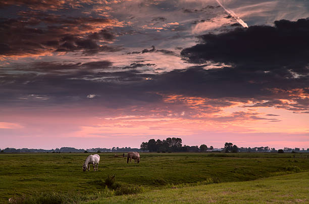 istock two horses on morning pasture 177513297