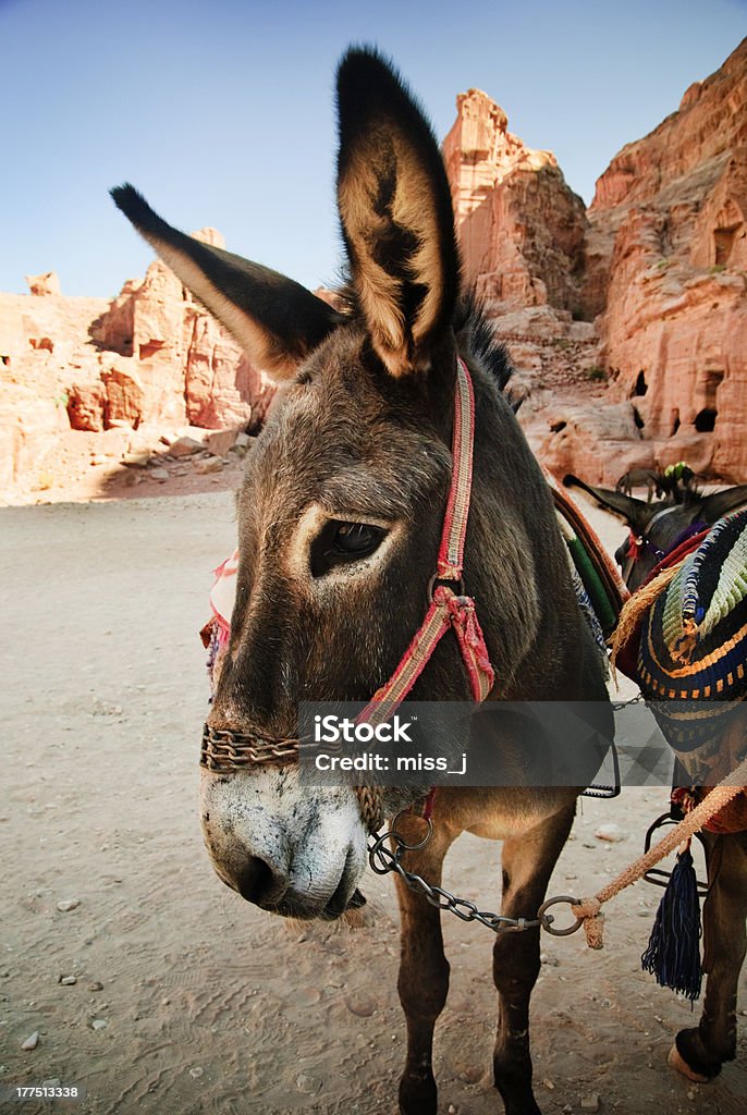 Esel - Lizenzfrei Arabien Stock-Foto