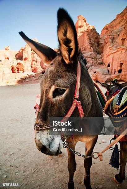 Esel Stockfoto und mehr Bilder von Arabien - Arabien, Beduine, Berg