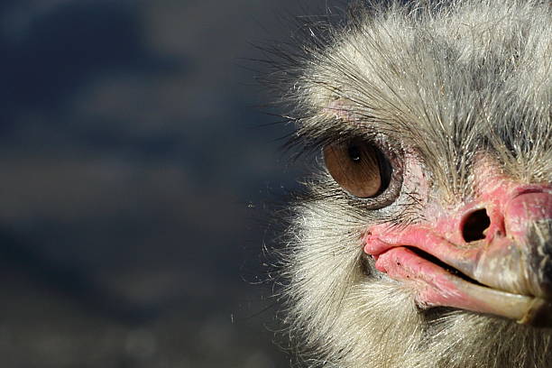 istock piercing glance of an ostrich head portrait 177513343