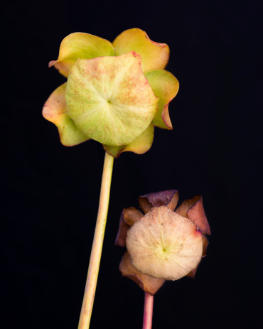 Pair of pitcher plants  against black background. Pitcher plants are carnivorous plants whose prey-trapping mechanism features a deep cavity filled with liquid known as a pitfall trap.