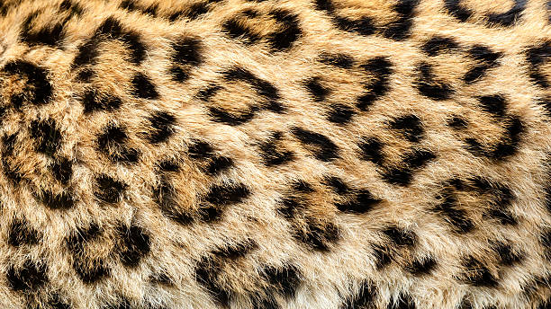 istock Real Live North Chinese Leopard Skin Texture Background 177513463