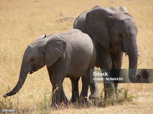 Photo libre de droit de Jeune Éléphants Au Kenya banque d'images et plus d'images libres de droit de Afrique - Afrique, Animaux de safari, Animaux à l'état sauvage
