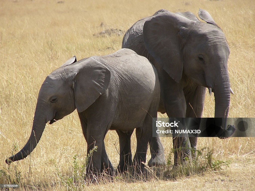 Jovem elefantes no Quênia - Foto de stock de Animais de Safári royalty-free