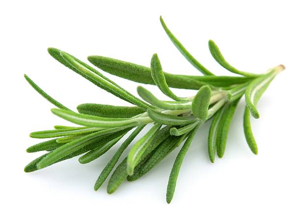 잔가지 of rosemary - rosemary herb freshness twig 뉴스 사진 이미지