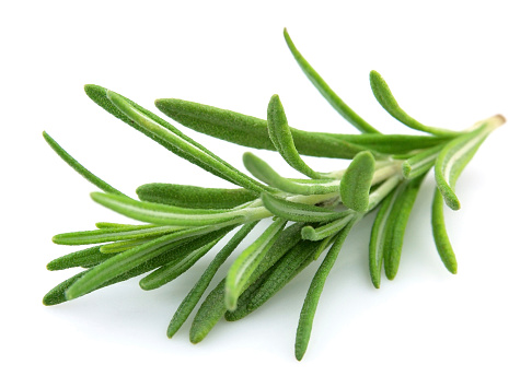 Close up of fresh twig of rosemary on white background 