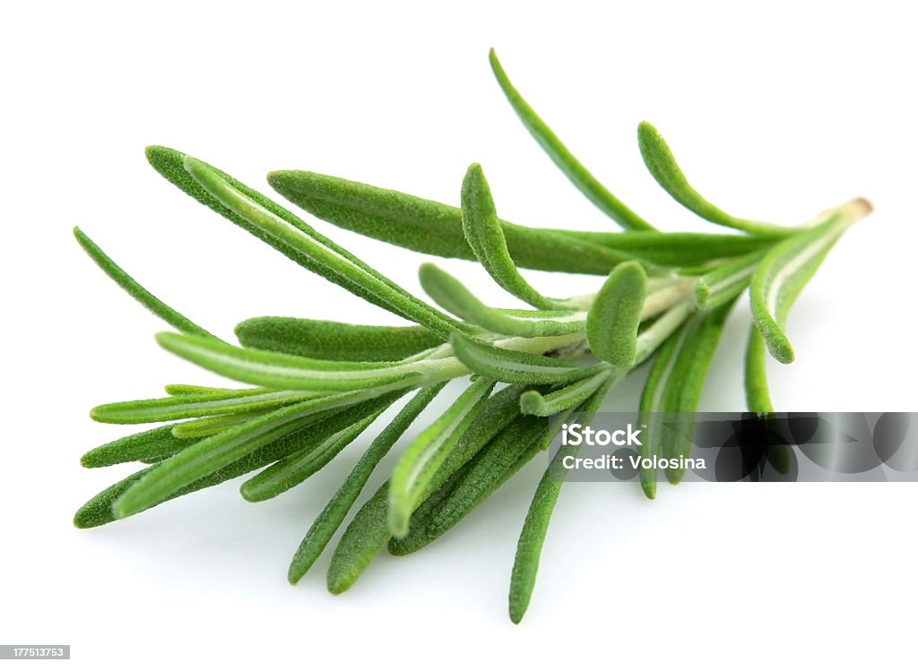 Close up of fresh twig of rosemary on white background  Twig of rosemary on a white background Rosemary Stock Photo