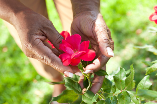 Close up of senior African American woman's hands holding a red rose flower in a summer garden