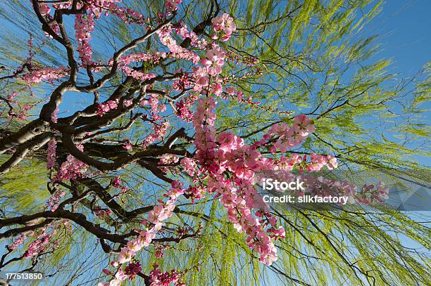 Pêssego Flores Debaixo Da Árvore Na Primavera De Salgueirochorão - Fotografias de stock e mais imagens de Flor