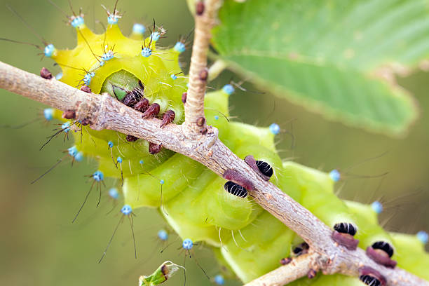 saturnia pyri гусеница - saturn moth стоковые фото и изображения