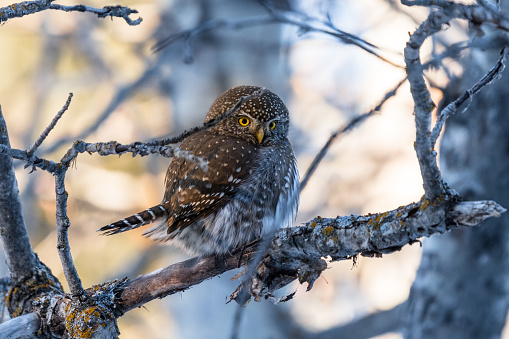 Northern Pygmy Owl (Glaucidium californicum) perched on a tree branch in a forest wildlife background. Owl hunting at sunset\t.