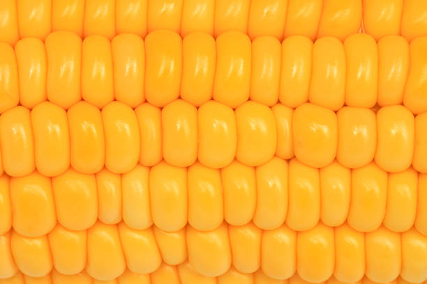 Dojrzałe żółty Kukurydza – zdjęcie