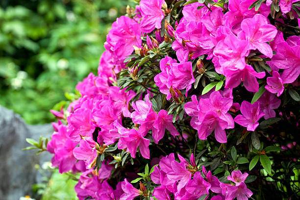 colorful flora beautiful view of a group of colorful flowers in spring azalea photos stock pictures, royalty-free photos & images