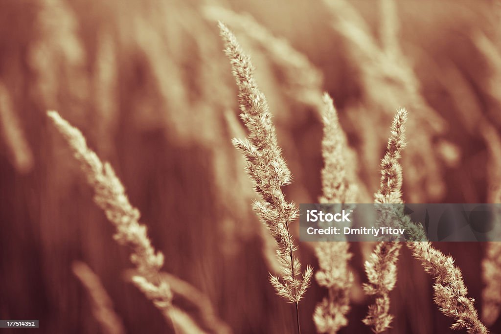 brown Spikelets de bloominggrass - Photo de Automne libre de droits