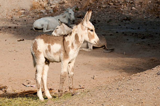 junge burro - arizona wildlife stock-fotos und bilder