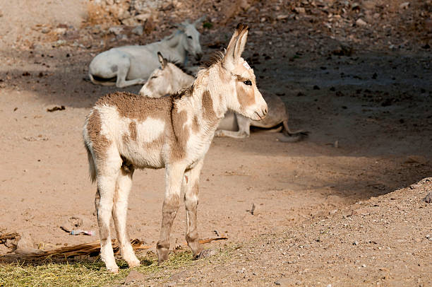 jovem burro - arizona wildlife imagens e fotografias de stock