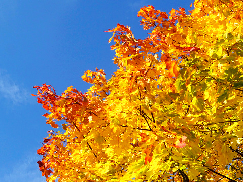 This photo was shot in Late October 2023, on a public park of Dusseldorf, Germany and depicts the typical Seasonal colors of autumn,  in this case, the golden, orange and yellow tinges of the leaves of a Maple tree, contrasting with the intense blue of the skies above.