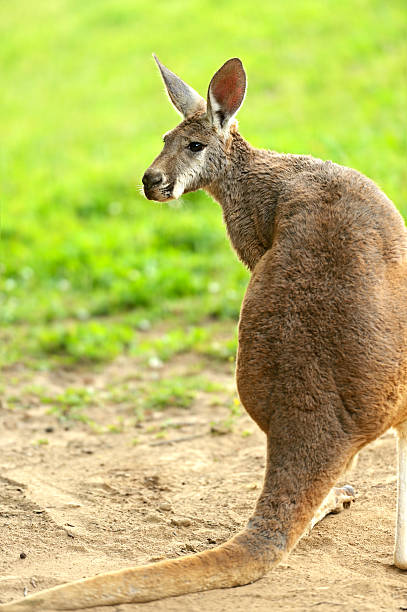 canguro - skippy fotografías e imágenes de stock