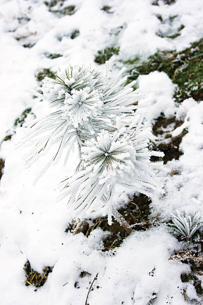 Piccoli pini ricoperta di neve - foto stock