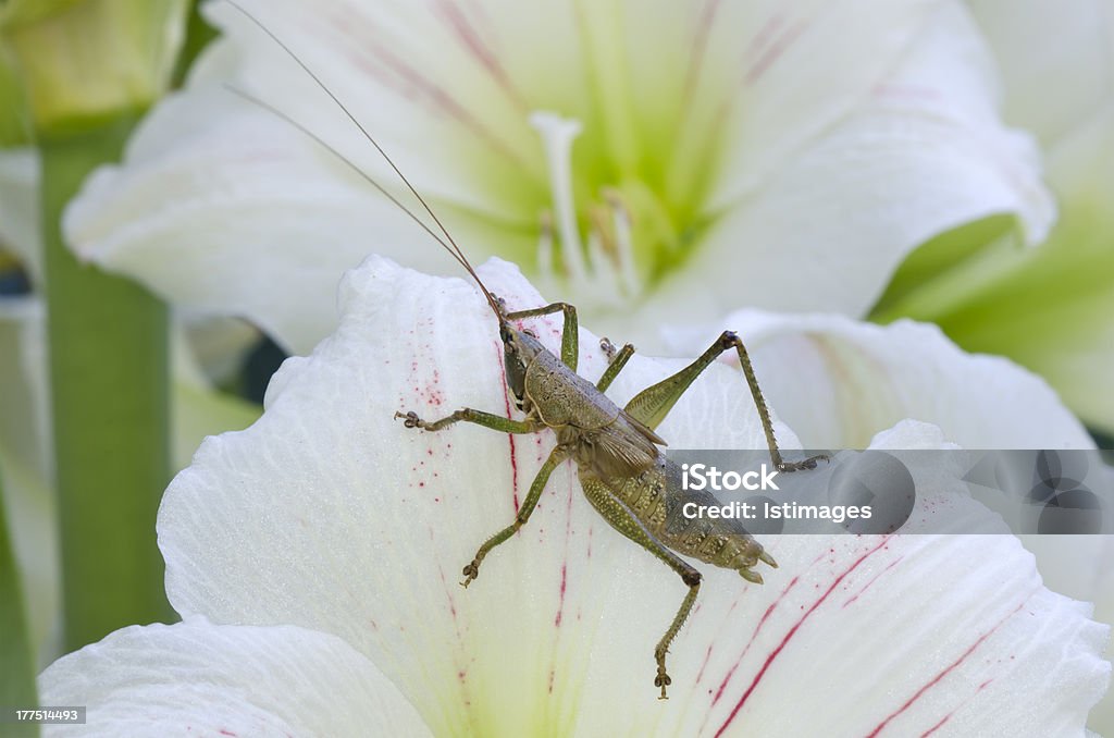 Heuschrecke auf weiße Blüte Nahaufnahme Makro Schuss - Lizenzfrei Blume Stock-Foto