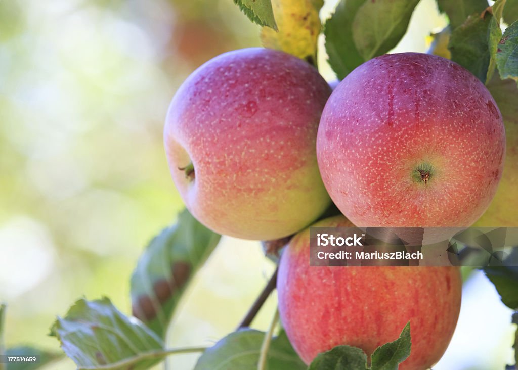 Яблоки - Стоковые фото Без людей роялти-фри