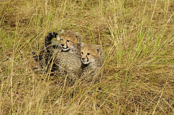 istock Cheetah Cubs Looking For Their Mother 177514697