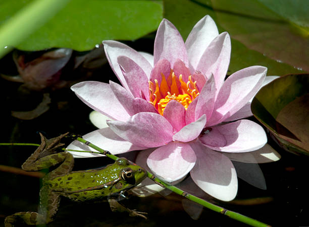 istock Green frog and water lily flower. 177514738