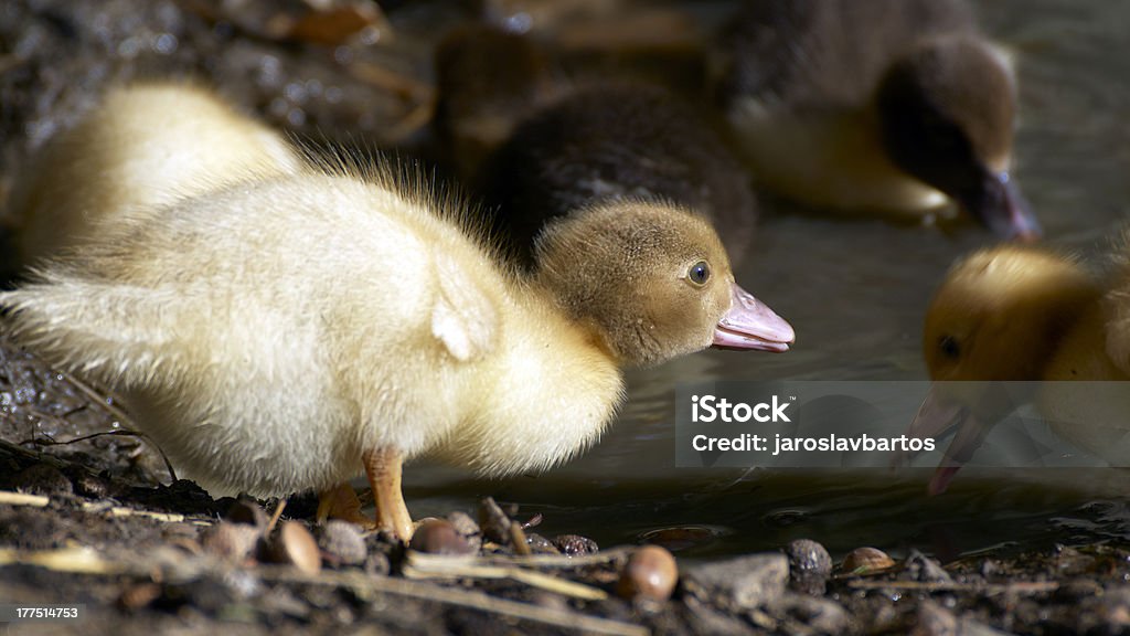 Pato de bebé - Foto de stock de Agua libre de derechos