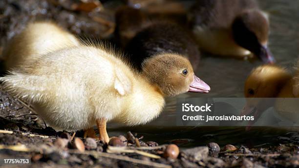 Dziecko Kaczka - zdjęcia stockowe i więcej obrazów Fotografika - Fotografika, Gospodarstwo, Horyzontalny