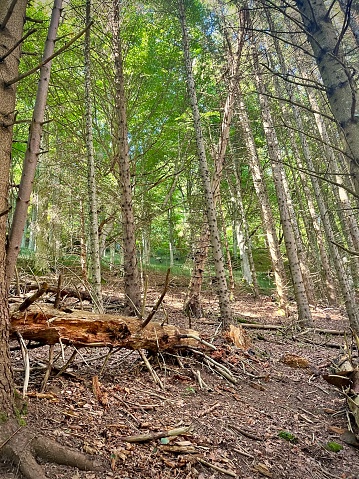 view of the undergrowth of a forest on a sunny summer day